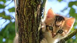 Confira as dicas para se evitar a fuga de bichinhos felinos (Divulgação/ Freepik)